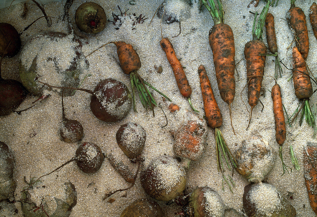 Vegetables with sand in vegetable box