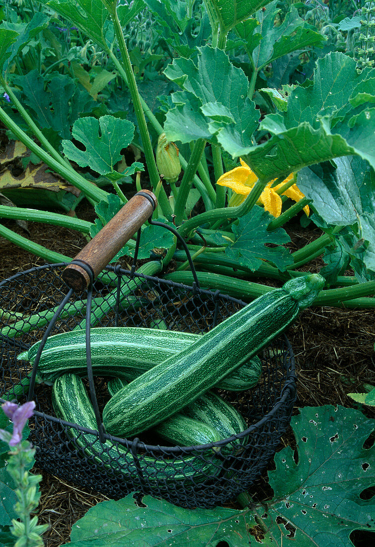 Zucchini in the bed and freshly harvested in a wire basket