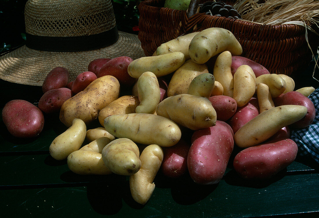 Freshly harvested and washed potatoes, different varieties