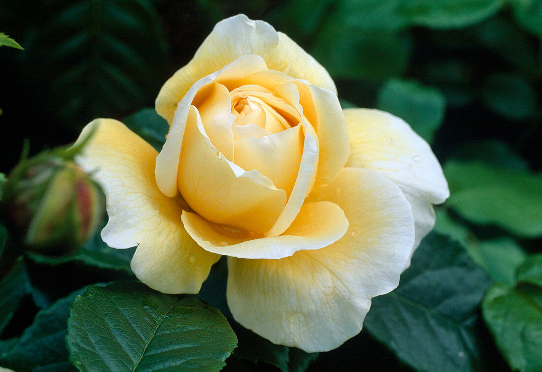 Rosa 'Juliette Greco' 'Malerrose', shrub rose, often flowering, very good scent