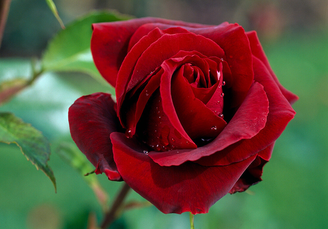 Rosa 'Perle Noire' Teehybride, öfterblühend, duftend