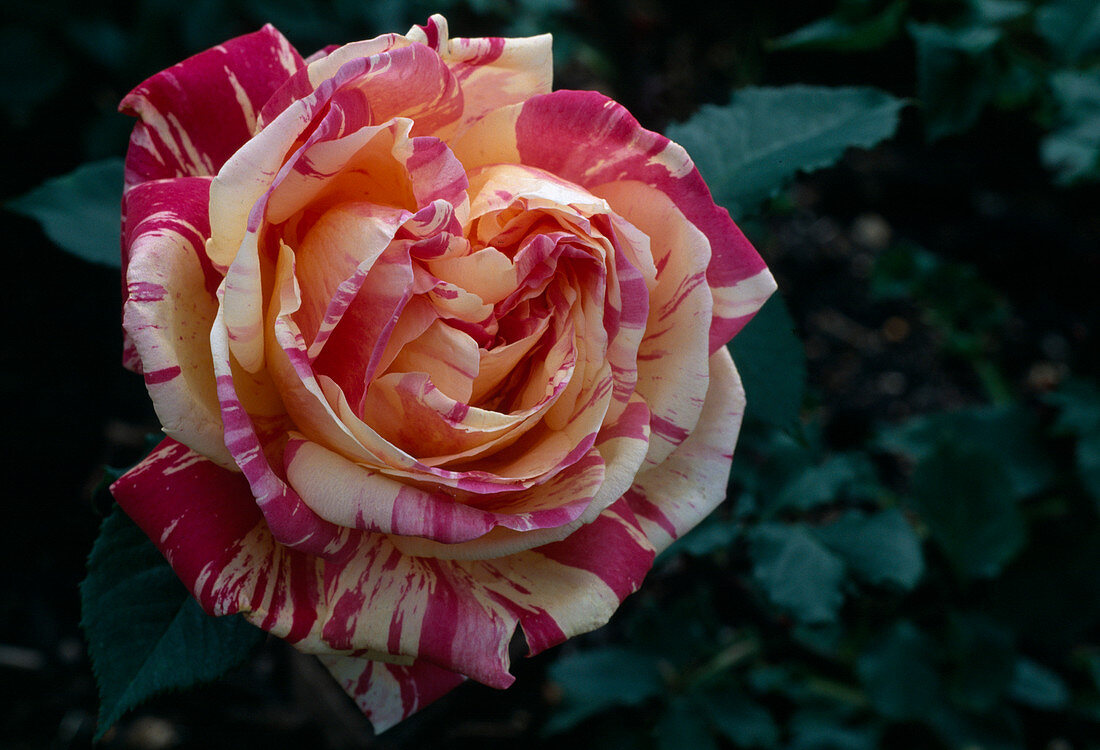 Rosa 'Meli-Melo' - Floribundarose von Pierre Orard, öfterblühend, leichter Duft