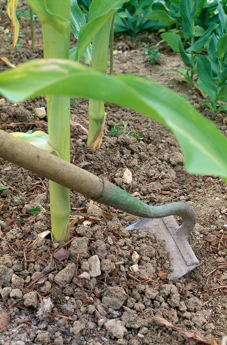 Erde lockern am Zuckermais (Zea mays)