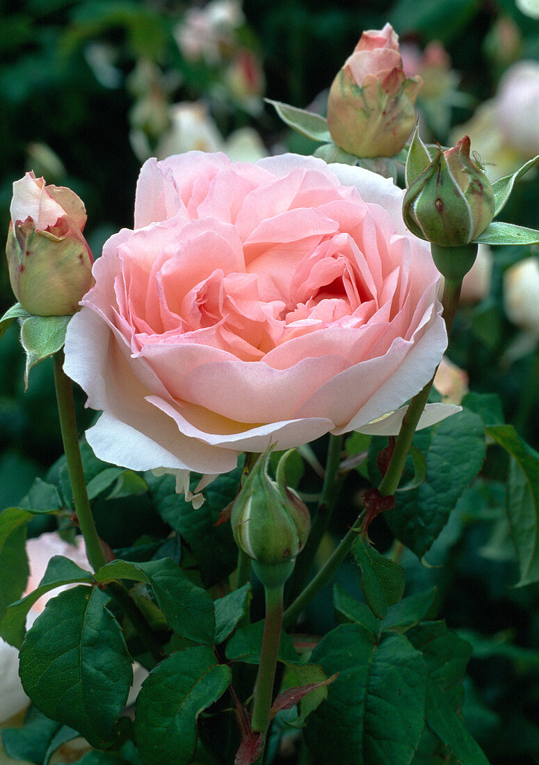 Rosa 'Sharifa Asma' Englische Rose, Strauchrose, öfterblühend, stark duftend