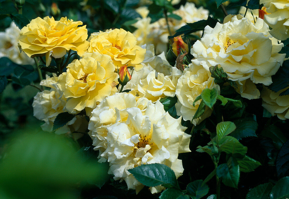 Rosa 'Lichtkoenigin Lucia' shrub rose, often flowering, fragrant, very hardy