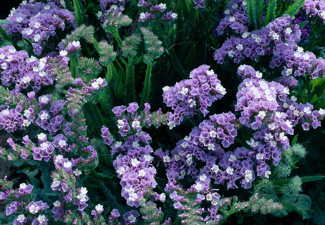 Limonium 'Forever Lavande' (sea lavender)