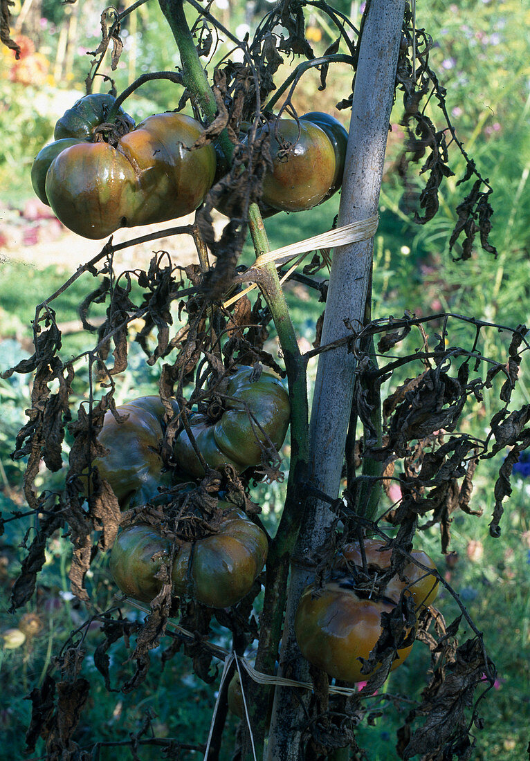 Tomatoes with late blight