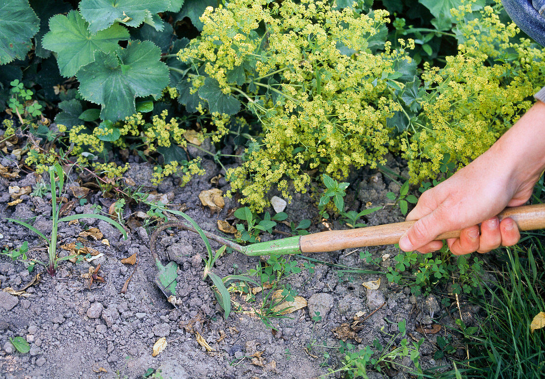 Weeding in the bed with Alchemilla (lady's mantle)