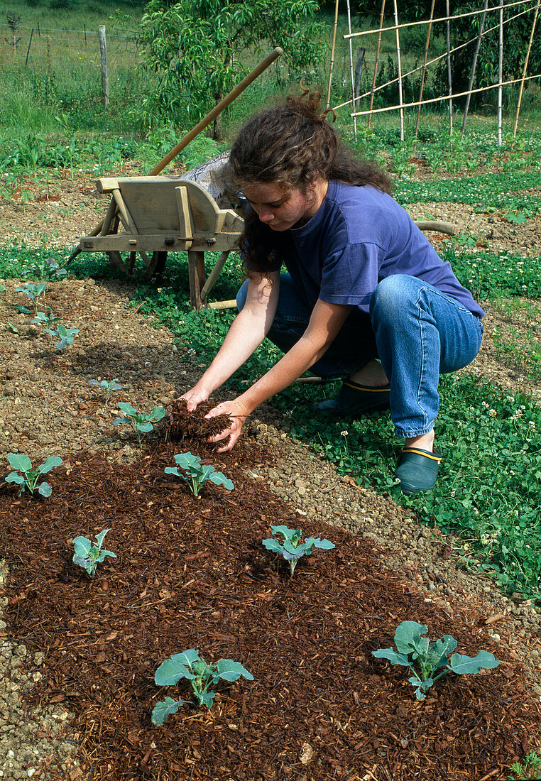 Frau breitet Rindenmulch um Brokkoli (Brassica oleracea)