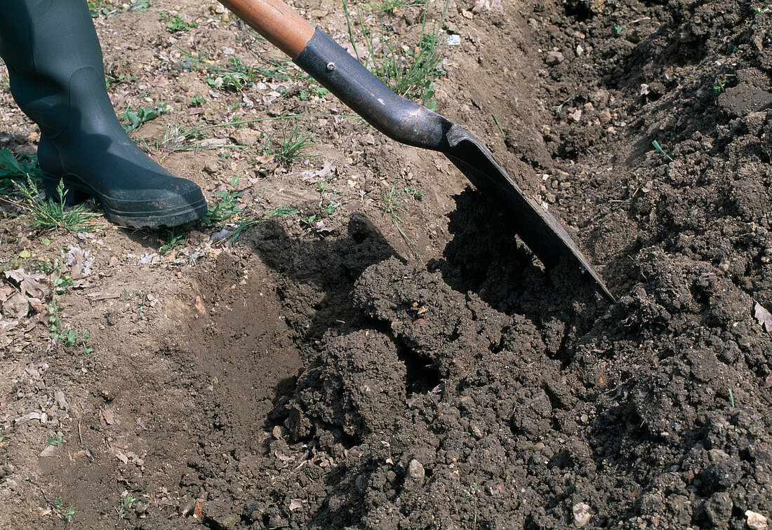 Digging up flower bed, turning the spade with earth