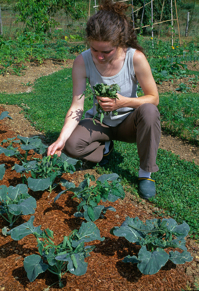 Brokkoli (Brassica), zur Abwehr von Kohlweissling Tomatenzweige auflegen