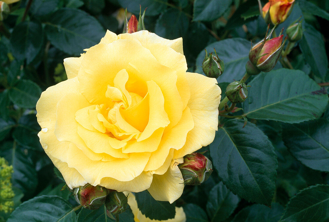 Rosa 'Queen of Light Lucia', shrub rose, often flowering, good scent