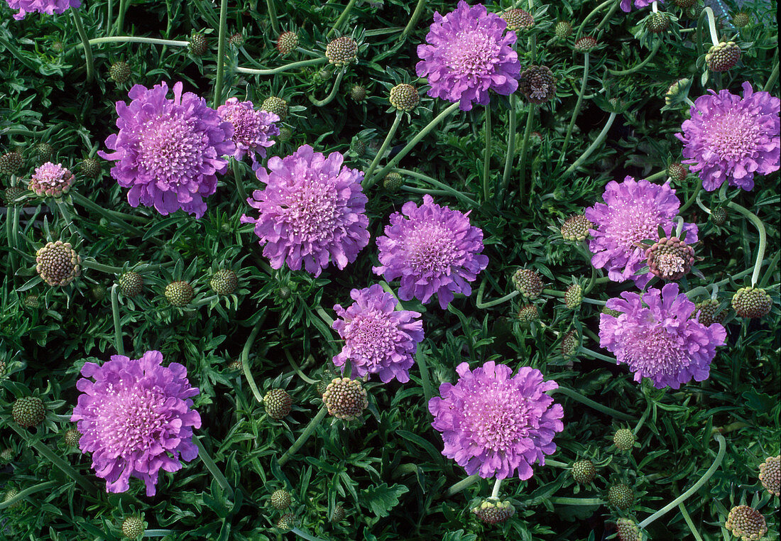 Scabiosa columbaria 'Butterfly Blue' pigeon scabious, widow's flower