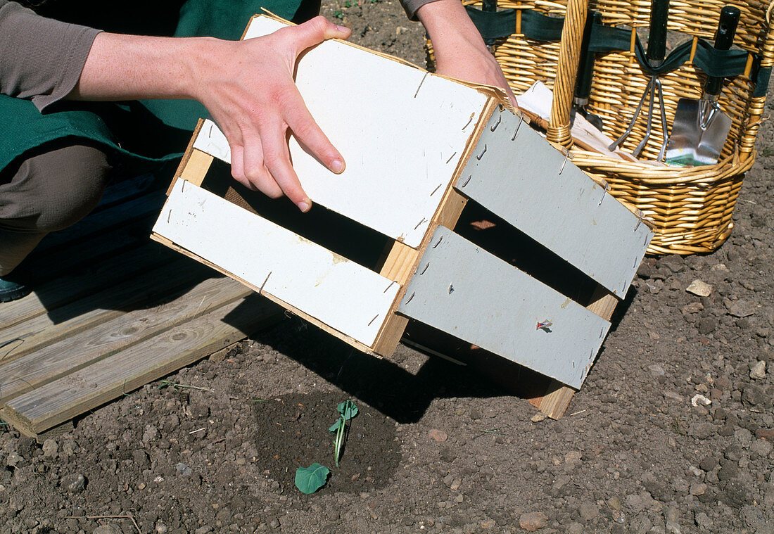 Planting Brassica oleracea cabbage - protect plant with wooden box against sun