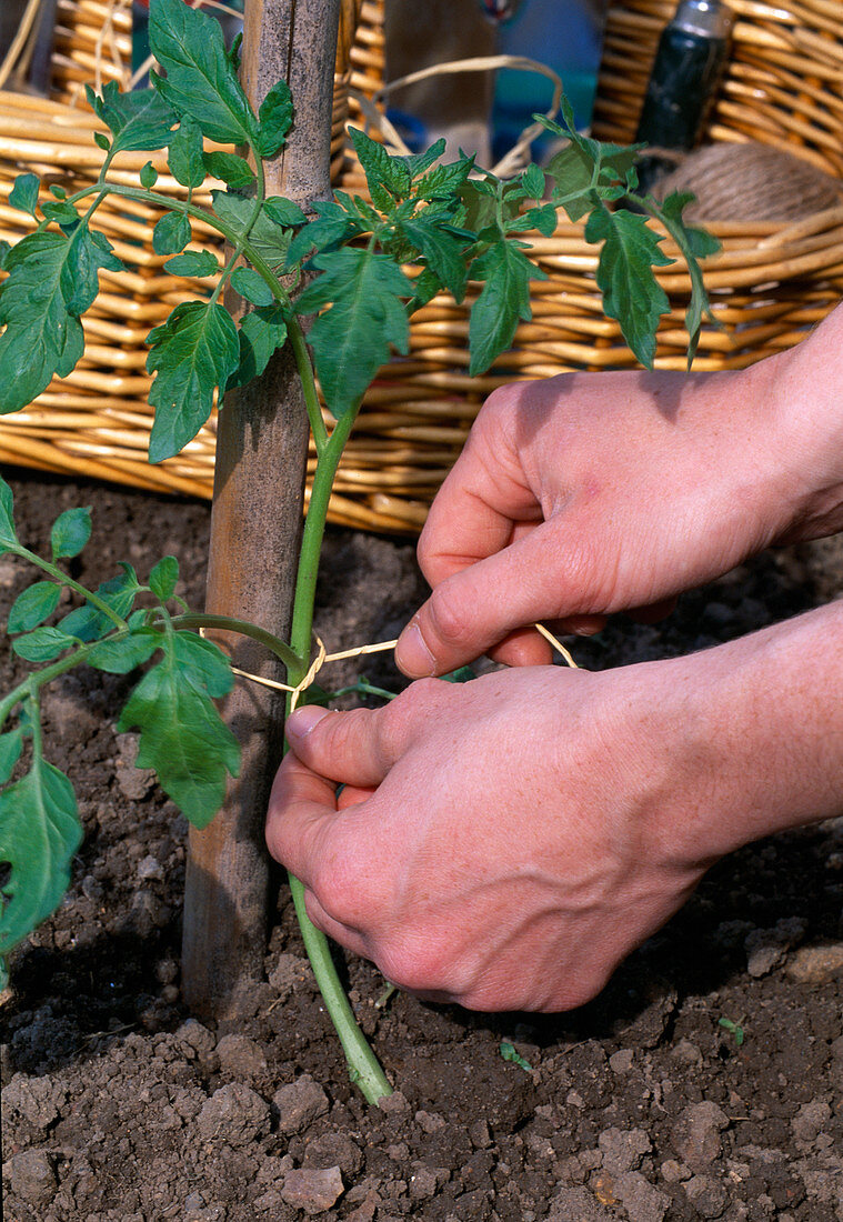 Plant Lycopersicon tomato - Tie tomato plant to support rod
