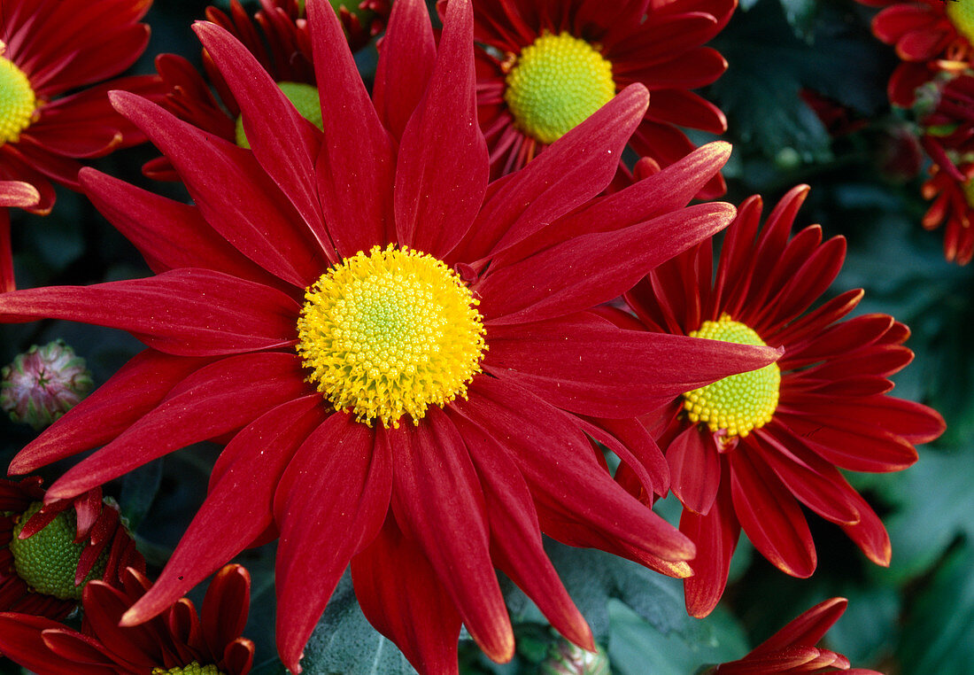 Dendranthema-Hybr. 'Tatoo time red' / Herbstchrysantheme