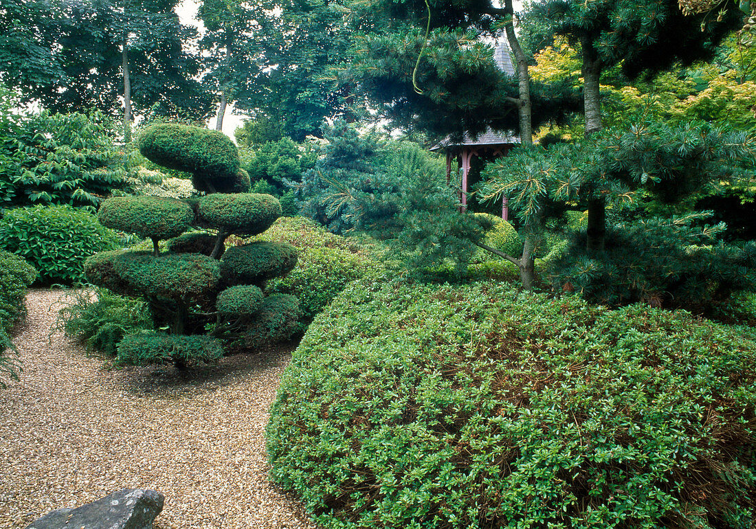 Japanischer Garten mit Juniperus / Wacholder -Formschnitt, Koniferen und Azalea als Hecke