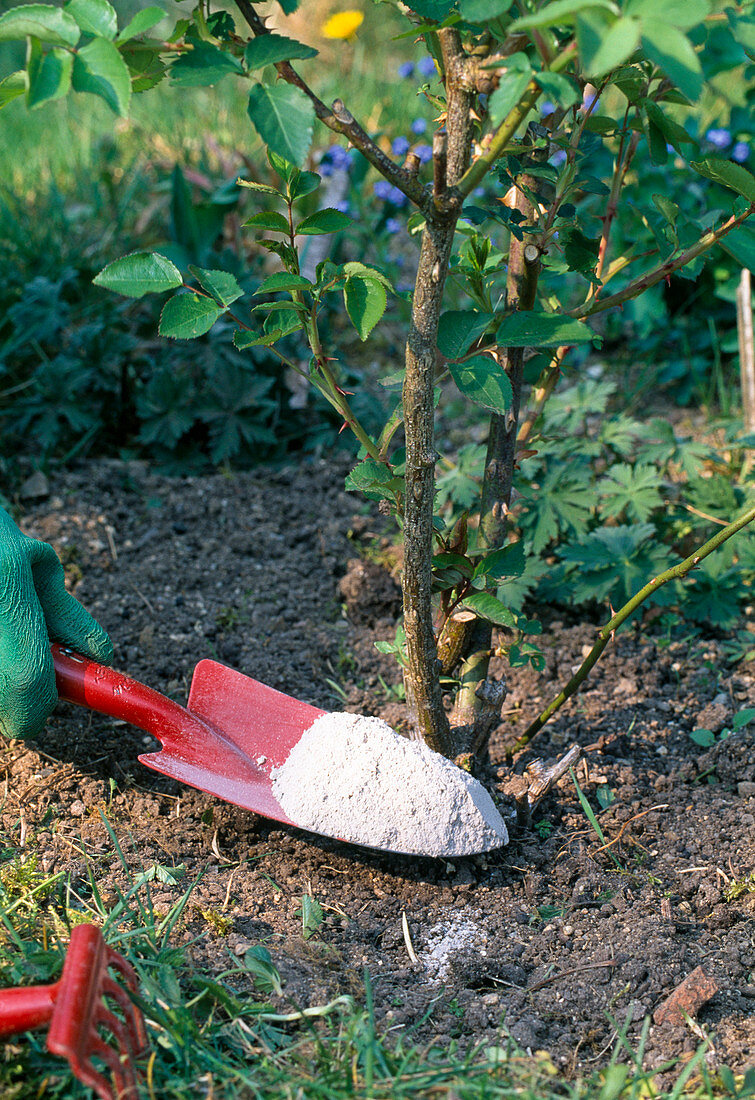 Rosa (Rosen) mit Holzasche düngen