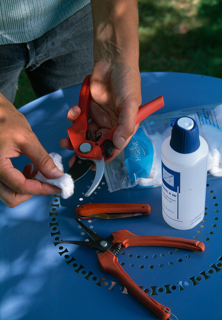 Disinfecting garden shears with 90% alcohol