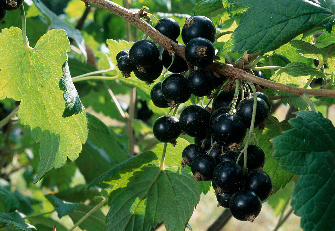 Ribes nigrum 'Titania' (blackcurrant)