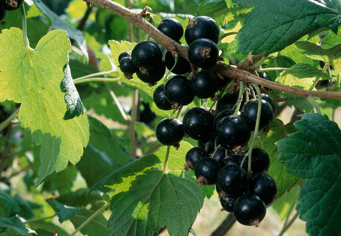 Ribes nigrum 'Titania' / schwarze Johannisbeere