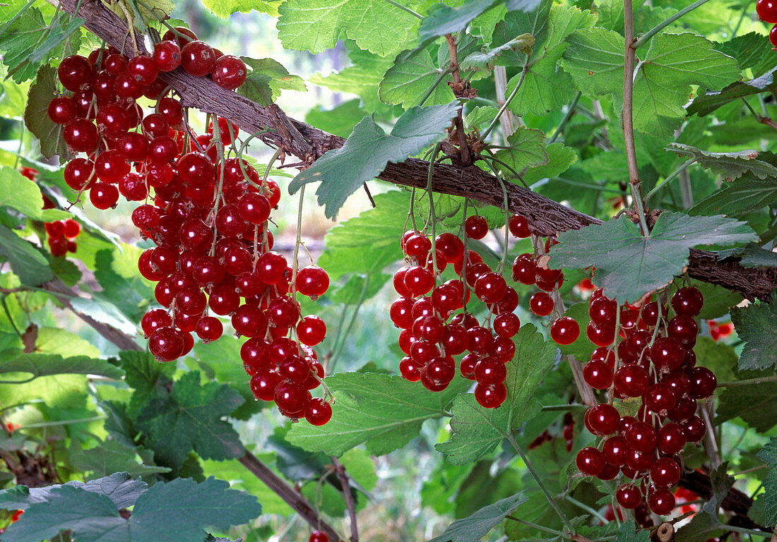 Ribes rubrum 'Junifer' (red currant)