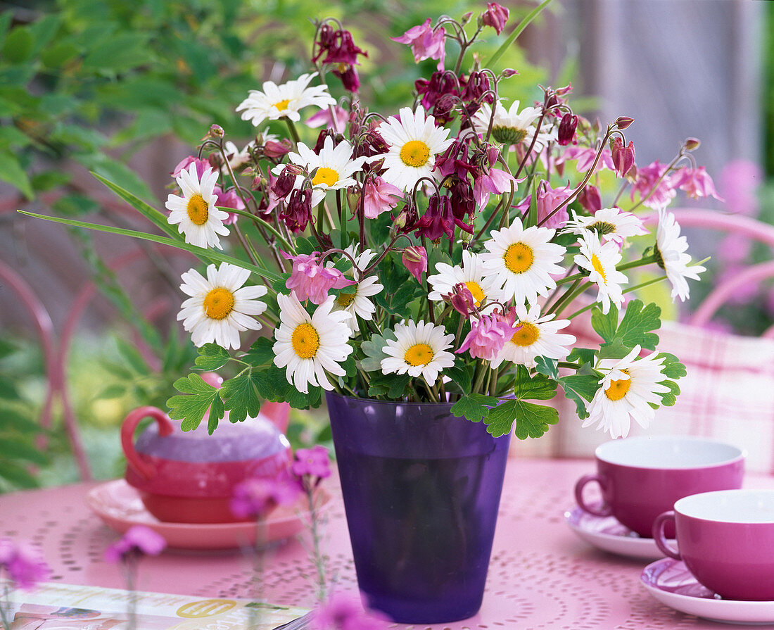 Leucanthemum (Margerite)