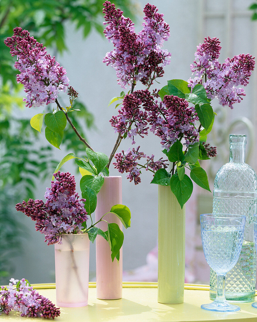 Syringa (einfacher, heller Flieder)