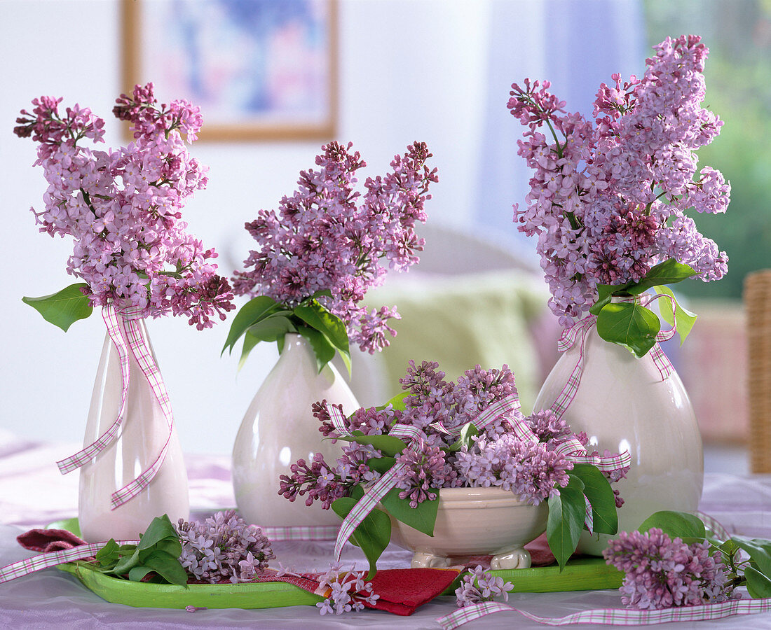 Syringa (Flieder)