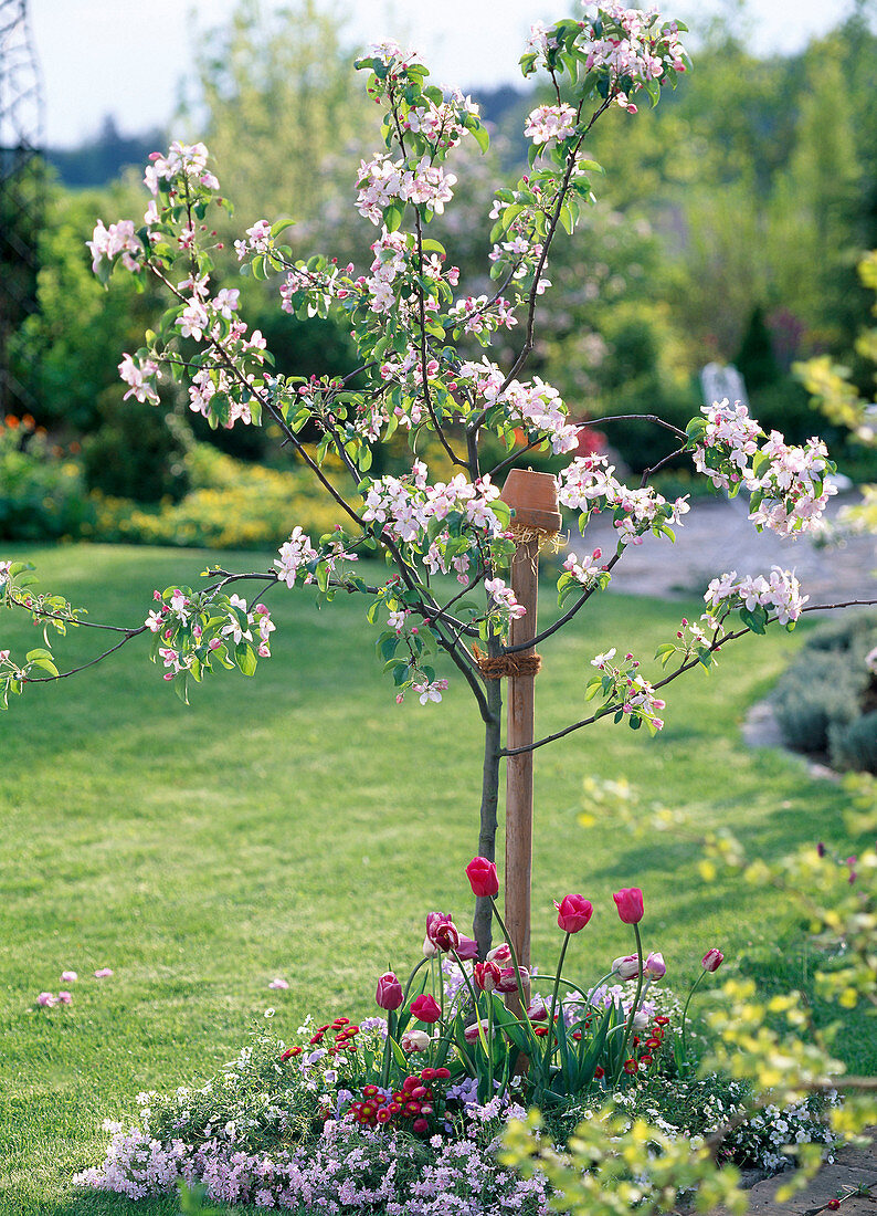 Malus (Apfelbaum)