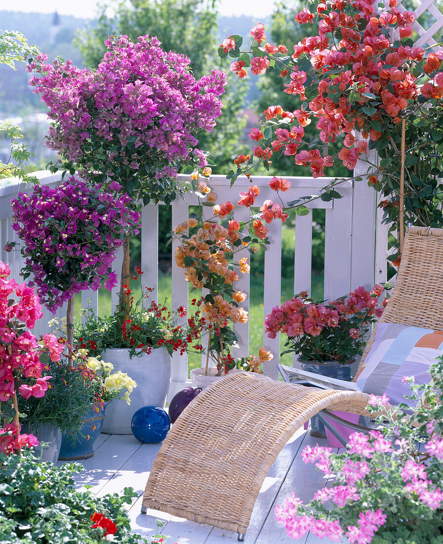 Bougainvillea in pink, lila und orange