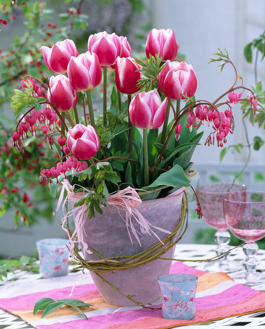 Tulipa ' Lustige Witwe ' (Tulpen)