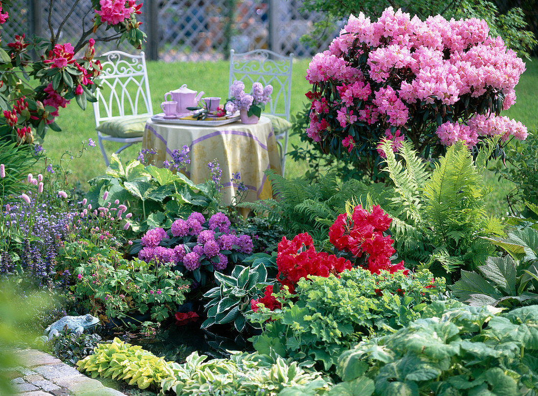 Rhododendron, Alchemilla (Frauenmantel)