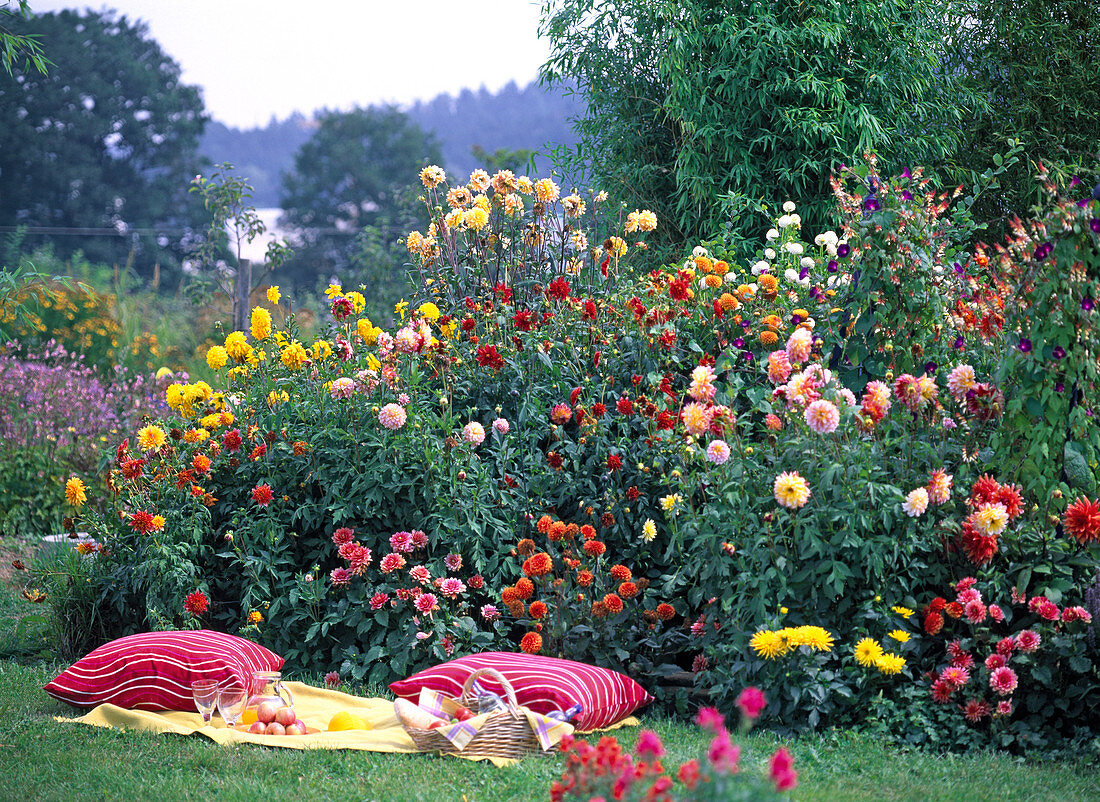 Dahlia (Dahlien), bunt gemischtes Beet