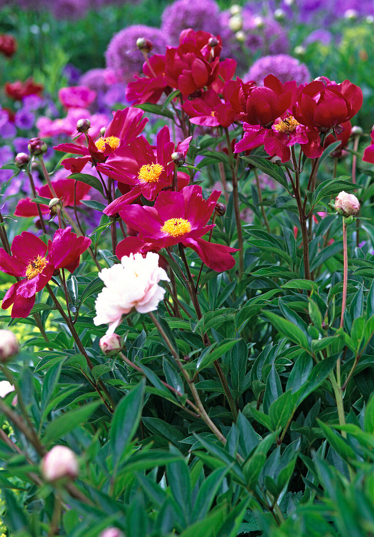 Paeonia lactiflora ' Balliol ' (rote ungefüllte Pfingstrose)