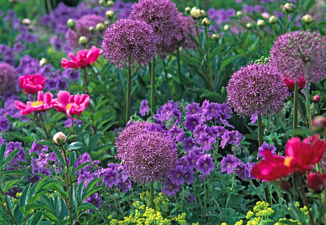 Allium ' Purple Sensation ' (Kugellauch)
