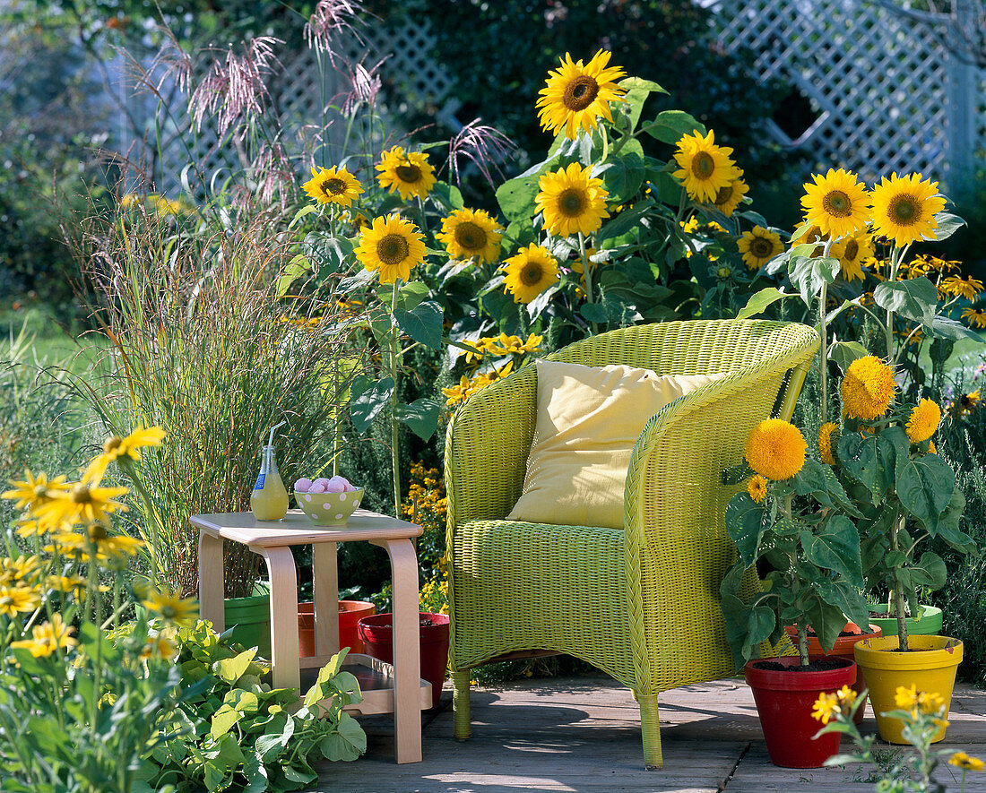 Helianthus 'Prado Gold', 'Teddy Bear' (Sunflower)