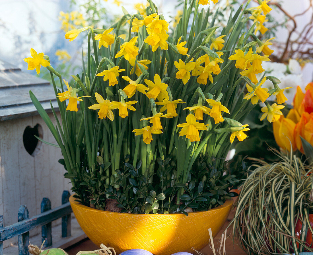 Narcissus hybrid (Narcissus)