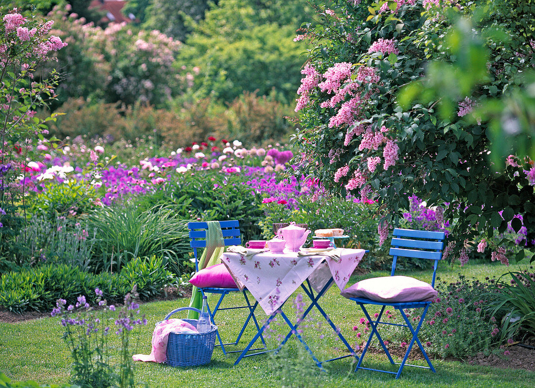 Kaffeetisch im Garten neben Syringa reflexa (Bogenflieder)