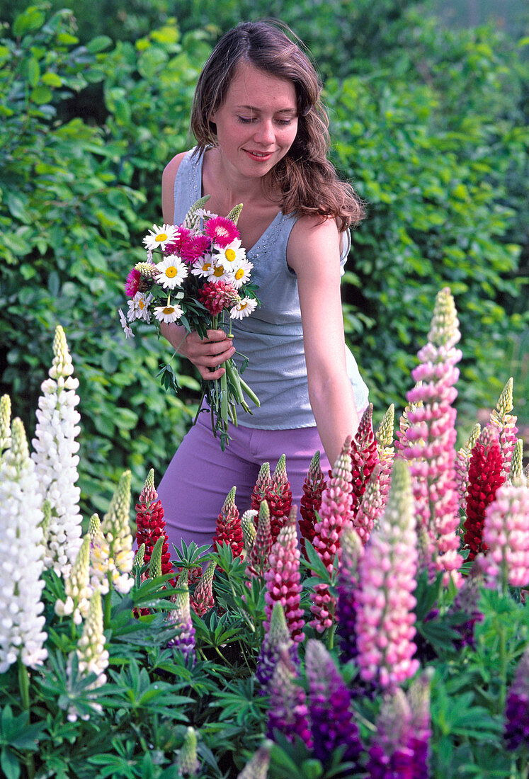 Junge Frau mit Blumenstrauß schneidet Lupinus (Lupinen)