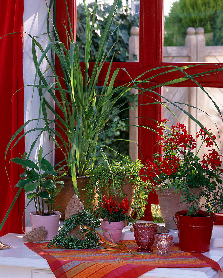 Windowsill with herbs