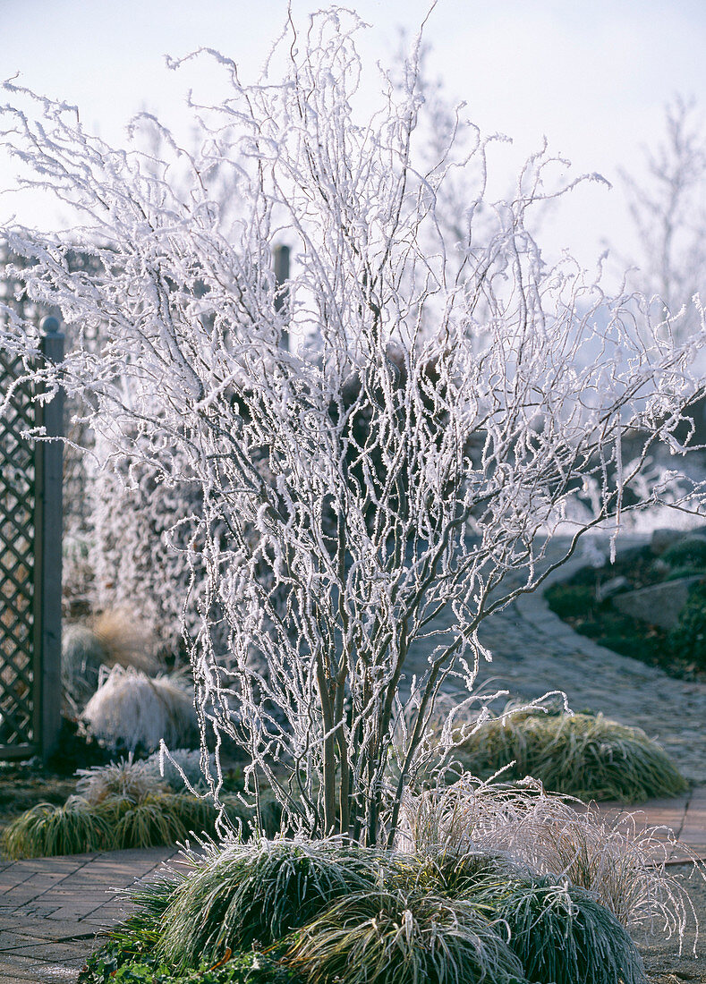 Salix tortuosa (corkscrew willow)