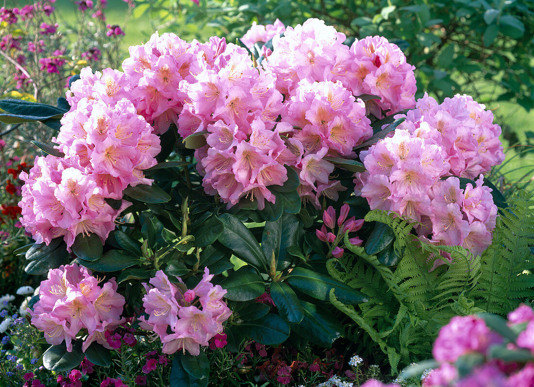 Rhododendron ' Scintillation ' mit Farn