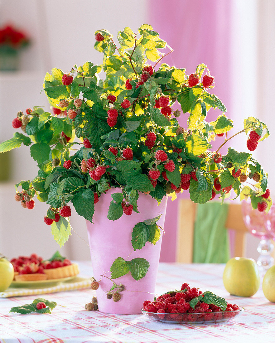 Rubus (raspberry) in pink vase
