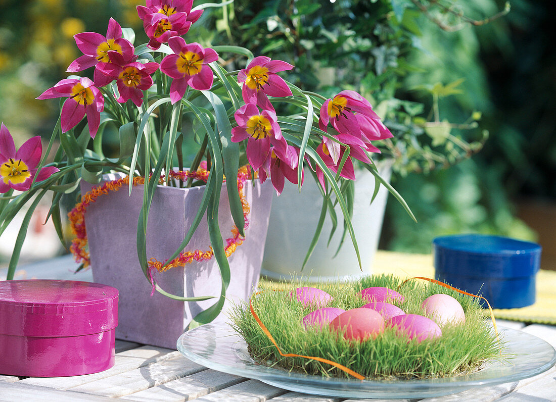 Tulipa humilis syn. T.pulchella 'Eastern Star' / Wildtulpe