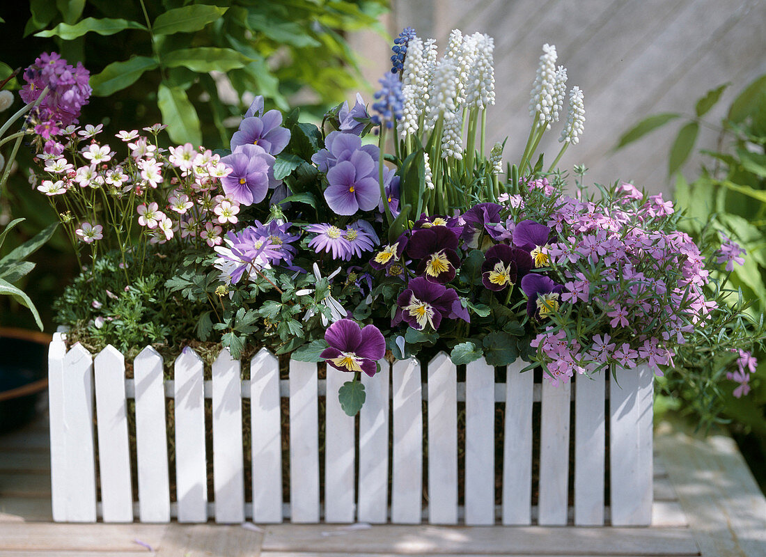 Holzkasten mit Saxifraga / Steinbrech, Anemone blanda, Muscari