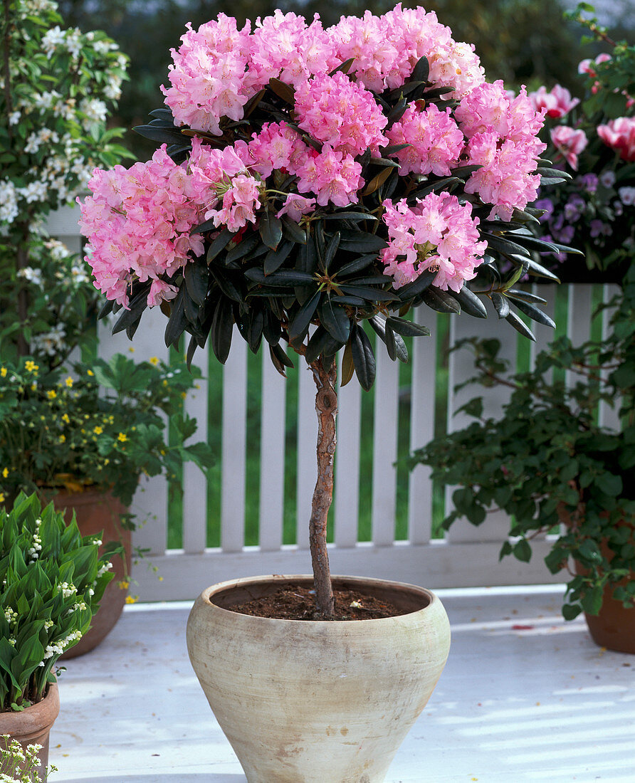 Rhododendron YAKUSHIMANUM 'POLARIS'