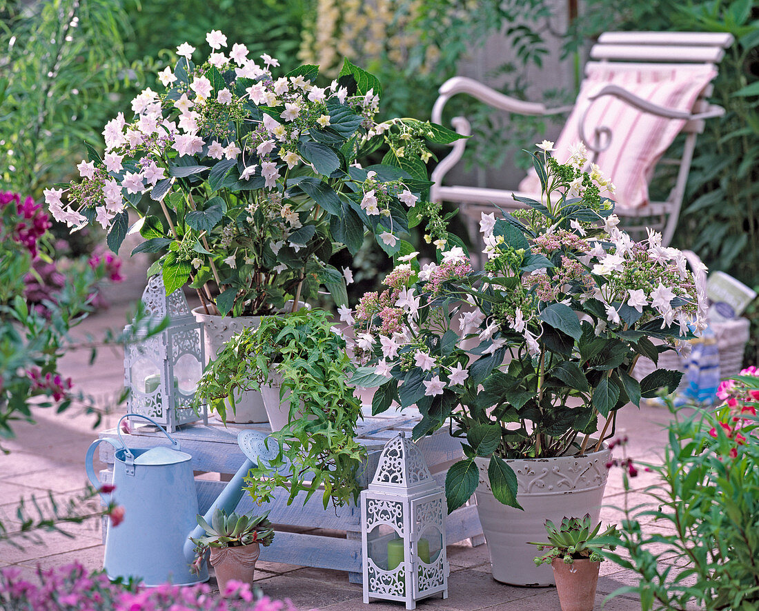 Hydrangea Hovaria ' Fireworks White ' (Hortensie)