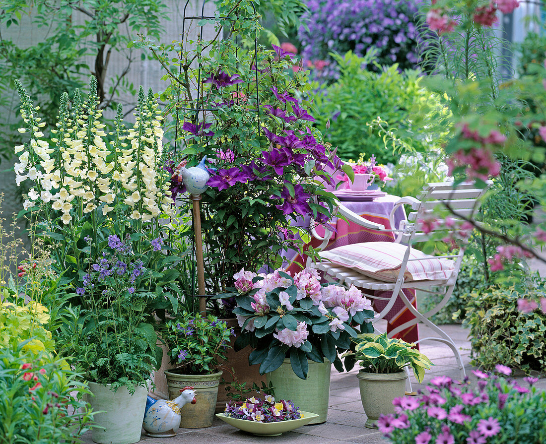 Clematis (Waldrebe), Digitalis ' Alba ' (Fingerhut)