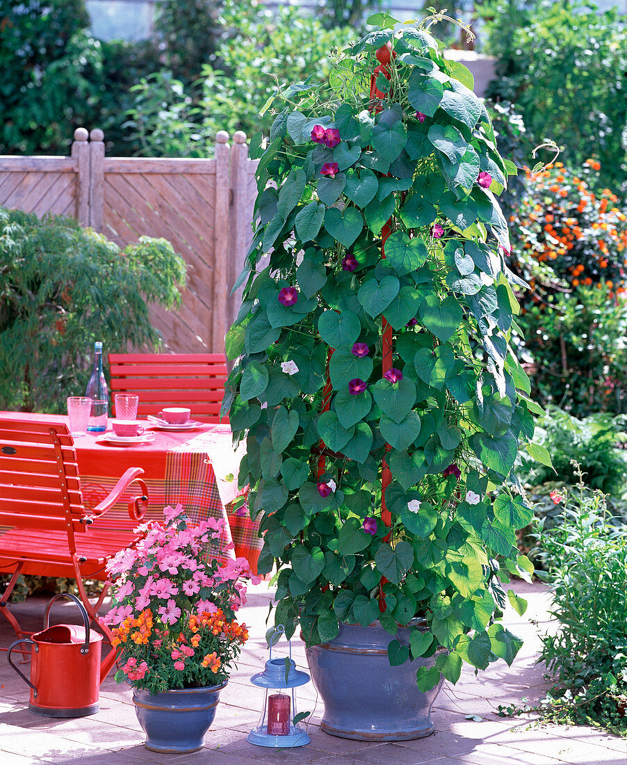 Plant buckets with morning glory